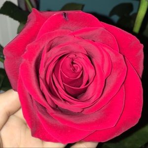 Meet your Posher, Morgan